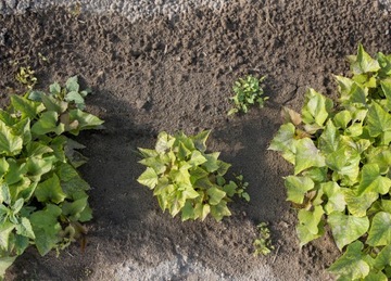 LINIA KROPLUJĄCA Z KOMPENSACJĄ NAWODNIENIE 50m KROPELKOWE WĄŻ 48el SET1 +20