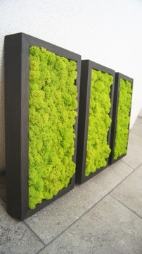 Картины 3 три рамки Мох Хроботек 20/37см