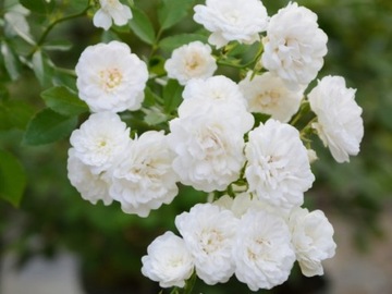 Róża okrywowa ALBA MEIDILAND - w P11, 20-30 cm