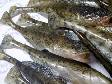 GUMA TOMY'S BAIT GŁOWACZ 20FT NATURAL