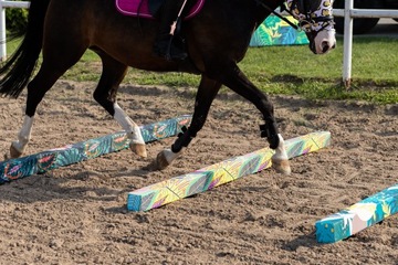 HorseMania - легкие шесты для препятствий 2,2мx10 ПЕРСОНАЛИЗАЦИЯ