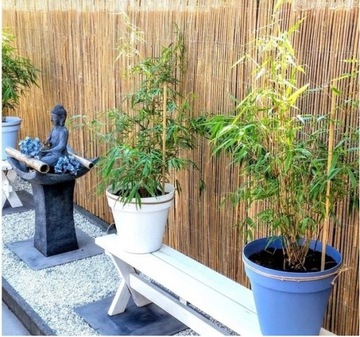 OSŁONA MATA NA OGRODZENIE PŁOT BAMBUSOWA 1X3M