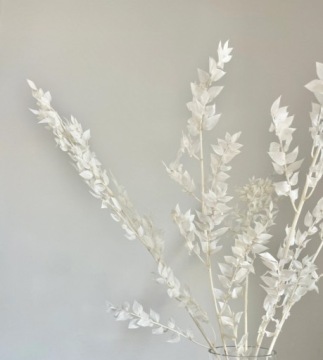 РУСКУС ОТБЕЛЕННЫЙ СУШЕНЫЙ БЕЛЫЙ РУСКУС ДЛЯ КОМПОЗИЦИИ БУКЕТА 5ШТ