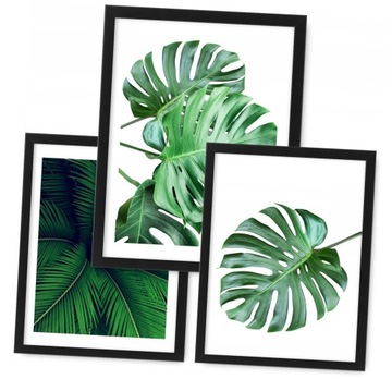 Zestaw 3 obrazy 24x33 plakaty, MONSTERA rama ikea