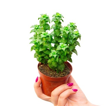 CRASSULA PERFORATA śliczne trójkątne listki GRUBOSZ sukulent rozmiar M