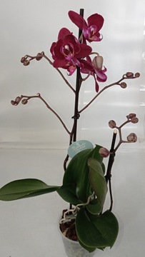 ФАЛЕНОПСИС орхидея 3