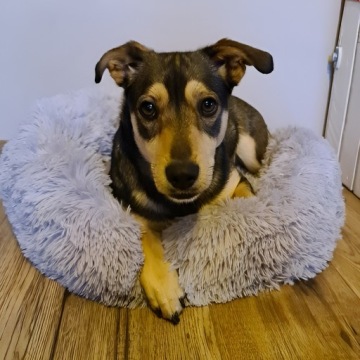 КРОВАТЬ ДЛЯ СОБАК, КОШКИ КРОЛИКА, КРОВАТЬ ДЛЯ ВОЛОСА, КРУГЛАЯ, ЗАГОРОДКА ДЛЯ ДОМА, 60 см