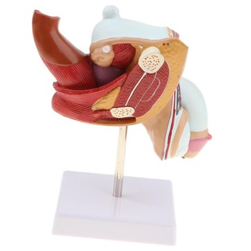 Репродукция модели 1:1 и мужская мочевая система