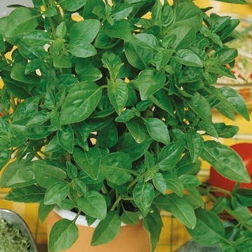 Bazylia cytrynowa - nasiona Kiepenkerl