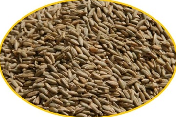 ŻYTO ZIARNO PASZA ZYTO 1 KG