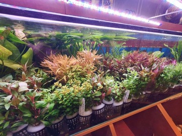 Элеохарис парвула