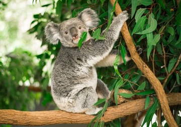 Ароматическое масло для сауны Aroma Bassau Oil 15 мл - Эвкалипт