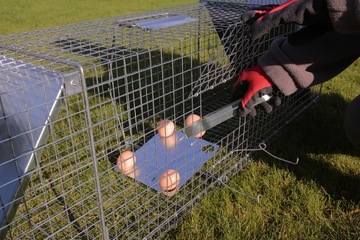 Живая ловушка Оцинкованная клетка ЛОВУШКА ДЛЯ ВЫДРЫ, ЛИСЫ, БОБРА, МУЖЧИН, Прочная, ДВУСТОРОННЯЯ