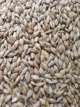 Jęczmień dla gołębi kur krolików browarny 25 kg