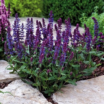 Salvia x superba Szałwia Omszona Niebieska