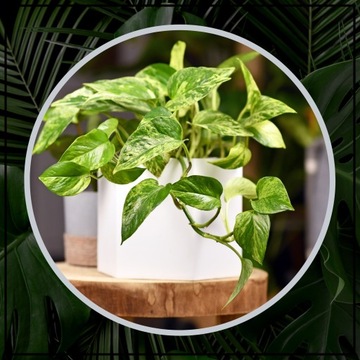 ПОДСТАВКА ДЛЯ ЦВЕТОВ КОЛЕСО ОДИНАРНЫЙ ОБОД 29 см