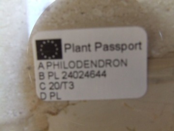 ФИЛОДЕНДРОН PHILODENDRON SCANDENS BRASIL, диаметр 13 см