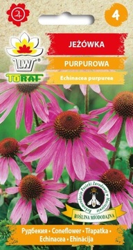 Jeżówka Purpurowa nasiona bylina Nasiona 1g