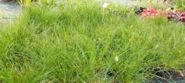 ДЕКОРАТИВНАЯ ТРАВА Японская лисохвост «Little Bunny» для сада