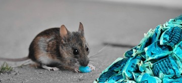 САМЫЙ СИЛЬНЫЙ ЯД ДЛЯ КРУПНЫХ ГРЫЗУНОВ ПАСТА STRONG SACHET 1500Г