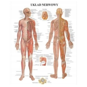 TABLICA ANATOMICZNA UKŁAD NERWOWY PROFESJONALNA 85X60CM