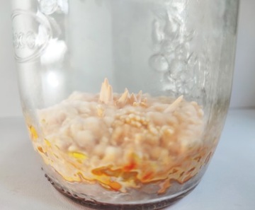 Мицелий Cordyceps militaris, готовый субстрат для выращивания.