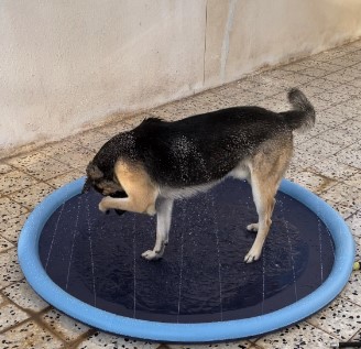 MATA WODNA ZRASZAJĄCA DO OGRODU