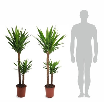 JUKA GWATEMALSKA palma YUCCA ELEPHANTIPES na 150cm