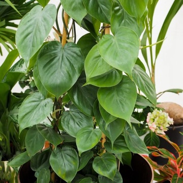 Philodendron Scandens Pnącze - SZYBKO ROŚNIE - Filodendron Sercowate Liście