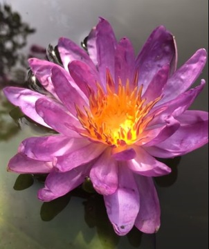 Lilia Wodna VIOLICIOUS Nymphaea Fioletowa