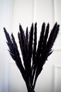 ПАМПАСНАЯ ТРАВА, ГРАФИТ ЧЕРНЫЙ, SLIM FOR SLIM ВАЗА, БУКЕТ 15 ШТУК ПАМПАСЫ