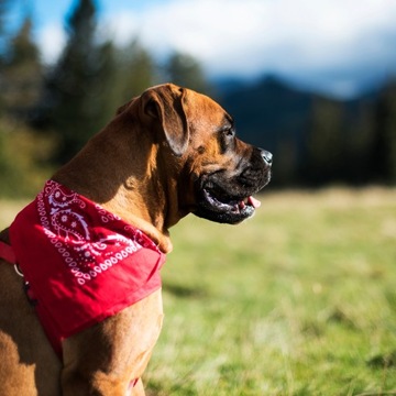 Bandana Chusta Apaszka Bandanka Damska Męska Dziecięca POMARAŃCZ Bawełniana