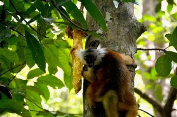 Новый сырой какао био мадагаскар 400G Trinitario Criollo Forstero