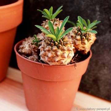 Euphorbia suzannae x bupleurifolia ANANAS