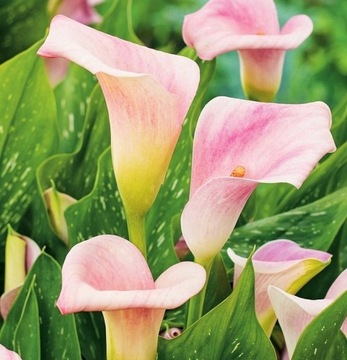 Kłącze Zantedeschia Calla Kalla Cameo 1 szt