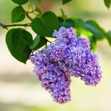 Ароматизатор для соевых свечей, воск, аромамасло 10мл БЕЗ