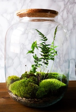 Подушкообразный мох 1 шт темно-зеленый 20г ЛЕС В СТЕКЛЕ