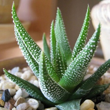 Haworthia Concolor Oszroniona Fasciata Haworsja
