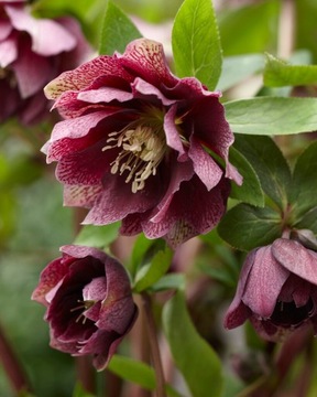 CIEMIERNIK HELLEBORUS DOUBLE ELLEN RED czerwony kwiat do ogrodu i na rabaty