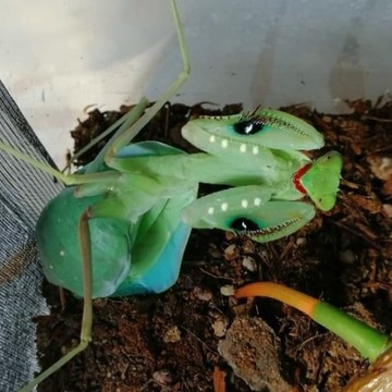 Sphodromantis AUREA Настоящий синий богомол