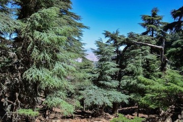 CEDR ATLASKI Cedrus Atlantica OGROMNA SADZONKA