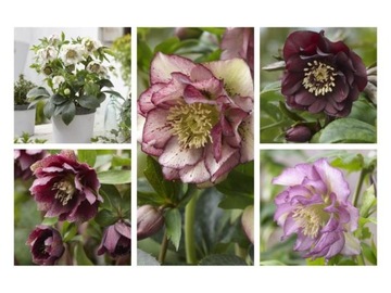 5 sztuk CIEMIERNIK HELLEBORUS Double Ellen Kolory ZESTAW nr 3