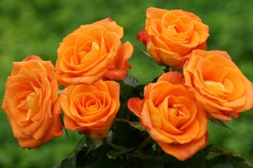 Róża wielkokwiatowa Pomarańczowa- paszport