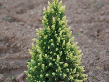 Świerk Picea Rainbow's