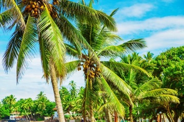 КОКОСОВОЕ ВОЛОКНО с перлитом ДЛЯ растений PLAGRON Cocos Premium 50л - 70|30