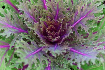 Сорт KALE PURPLE OLD от SIBERIA SEEDS