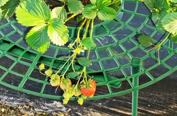 Пластиковая подставка для клубники на балконе, овощи, фрукты