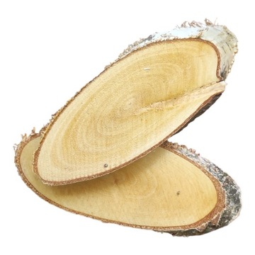 Plaster DUŻY BRZOZA 10-14cm baza stroik 1szt.