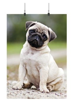 PLAKAT MOPS PIES DOG PIESEK 59x42 CM 19 WZORÓW