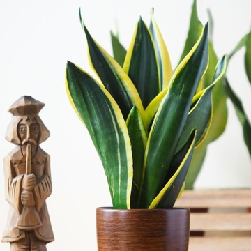 SANSEVIERIA 'SHERI' żółte krawędzie liści Sansewieria rozmiar M